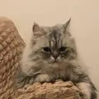 قطط ثنتين وحده شيرازي ووحده هملايا