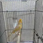 ذكر كناري سوري تغريد ستانيت