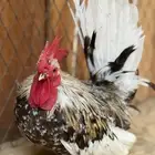 طقم جبانيز بوران فاخر