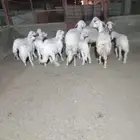 4 من الغنم تحتها 8 ذبايح وشرررط كلها