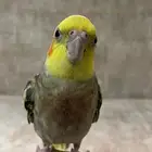 كروان ذكر متكلم ومغني ماشاءالله تبارك الله