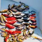 بإمكانكم حجز رحلتكم البحرية بمراسلة الرقم