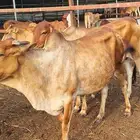للبيع بقرات نوع فاخر