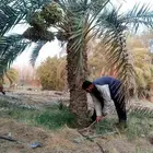 نخل مثمر فاخر اخلاص سكري صقعي مجدول نبوت سلطان خضري