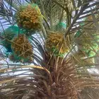 نشتري ثمر نخيل اخلاص مجدول صقعي