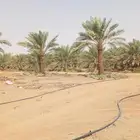 نخل عربي من 2متر لين 5متر