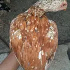 فروخ سندي