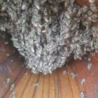 نحل بلدي للبيع