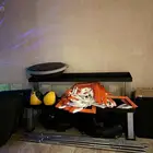 اكسسوارات رياضية واثقال بارات متنوعة حامل دنابل