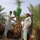 نخل مثمر للبيع توصيل وزراعه خلاص شيشي رشودي خضري مجدول صقعي