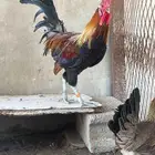 ديك عربي اصيل