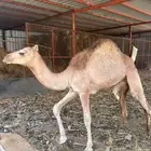 بكره للبيع قعوده زبده