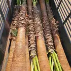 نخل واشنطني اقل سعر