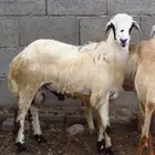 كبش ورخل للبيع