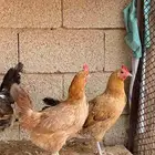 دجاج بلدي بياض