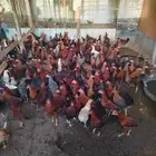 دجاج تركي