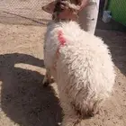 هرافي خرفان ورخال نعيمي بلدي شرط