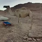 للبيع ناقه حايل