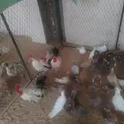 دجاج بلدي وفيومي