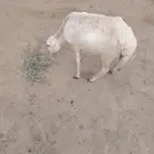 رخله لللبع