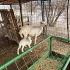 شاه رفيديه خلفه