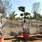 اشجار كبيره ونبتات