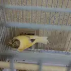 ذكر كناري كرست تغريد