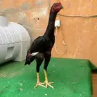 ديك شامو الماني دم هزاز