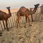 حشو لبيع