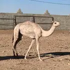 سلام عليكم ورحمة الله وبركاته للبيع بكره
