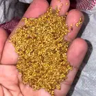 للبيع بذور برسيم ساحلي