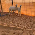 بهم رفيدي مهجن بحري