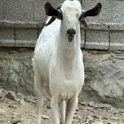 تيس مخصي سنه رباع مقفل شحم الموقع الباحه قلوه
