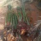 نخل للبيع القصيم وتركيب الشبوك