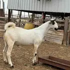 مشروع بيشي للبيع