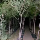 شجر سدر بلدي سماكة من ( 40 مم الي 50 مم )