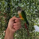 كنيور قرين شيك اليف ومفطوم وهدد مزاجي