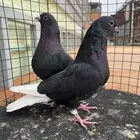 حمام قطايف منتج فيه ازواج م صورتها طريق الجنوب