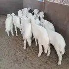 عرضين 14 خروف وعرض 8خرفان شرط كله ونظيف