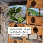 طيور البغباء الدره