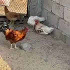دجاج براهما لوهمان بولش بشاير
