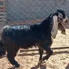 تيس عارضي السن جذع فحل