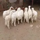 10 بهم شرررط ونظافه وشعره تربيه