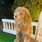 توي بودل مميز جميل جدا عيون خضراء