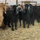 مراح معزا للبيع