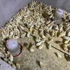 صوص بلدي للبيع الوان فواتح