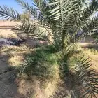 نقايل شحل واحد سلج مع قشع 300 ريا