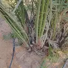 يوجد لدينا فروخ وجثايث طيبه
