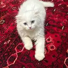 قطه جميله وكيوت