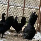 دجاج اندونيسي دم صافي للبيع الموقع القنفذه